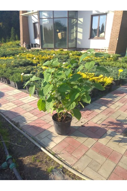 Гортензія Стронг Аннабель - 5-7,5л/вис.40-60см/Ø30-45см